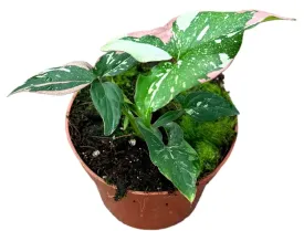 15 cm  Syngonium Red Spot Tricolor House Plant 10,5 cm Pot