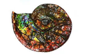 Canadian Ammonite Full Fossil Placenticeras costatum Ammolite AMLF2235