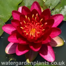 Nymphaea 'Burgundy Princess'